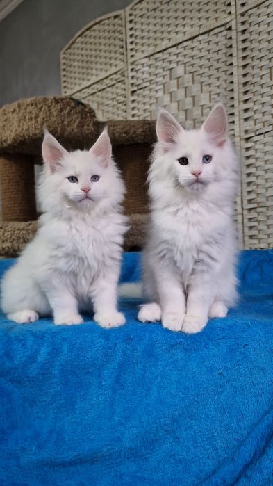 Котята  мейн-куны девочки.