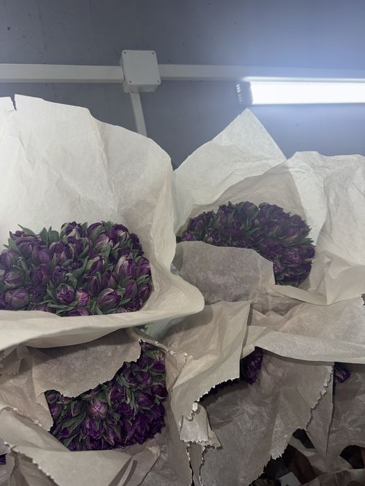 Тюльпаны не дорого