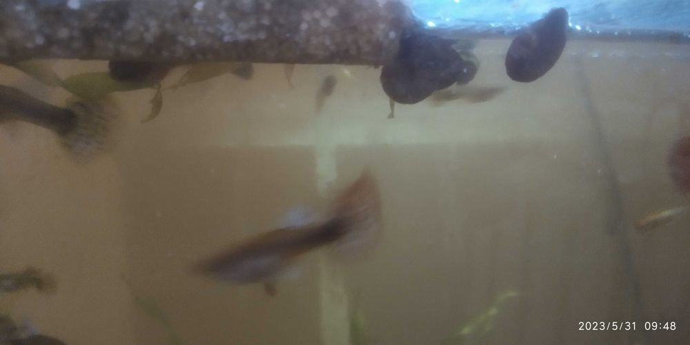 В городе Учкудук!! Улитка мелкая, аквариумная. Продается живая УЛИТКА.