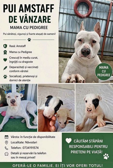 Canisa de specialitate,ofer spre vânzare puiuț amstaff mascul