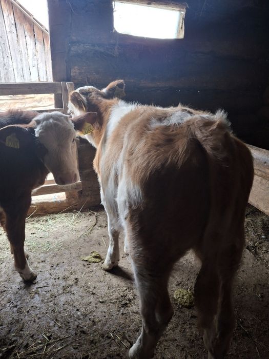 Viței 3 luni Balțata românească