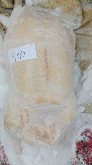 Продам гусей с доставкой