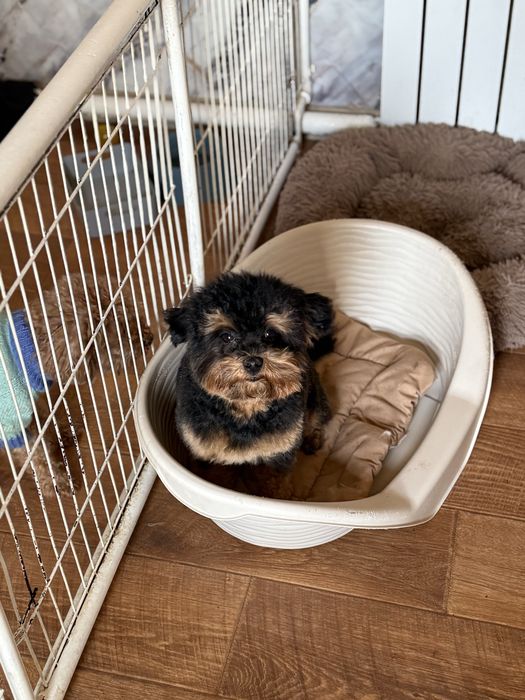 Продам малыша мальтипу