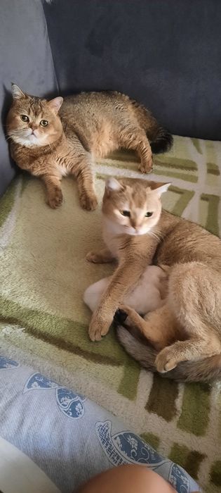 Вязка. Шиншала золотистый