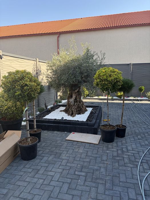 Leylandy chiparosi pentru garduri vii venim întanpinarea clietilor cu o gama larga de plante si copaci decorativi