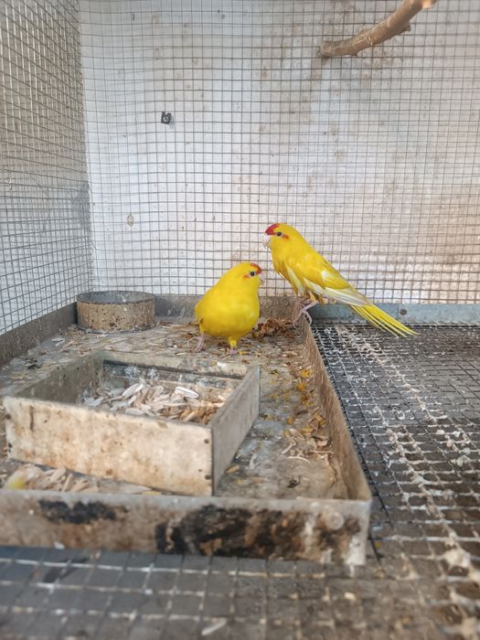 Продаётся взрослая пара новозеландских попугаи