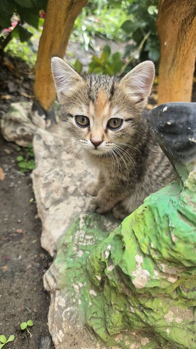 Котята отдам даром
