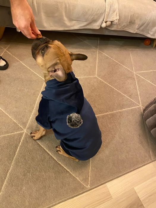 Одежда для собак и кошек