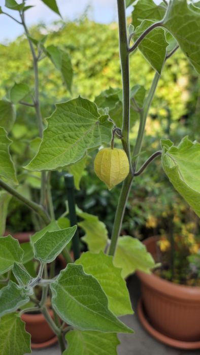 Physalis , papaya si fructul pasiunii