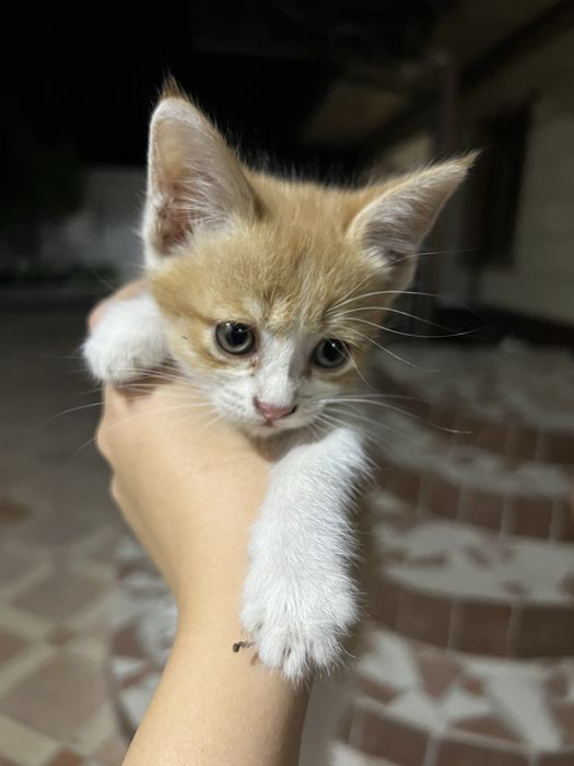 3 котенка домашних!