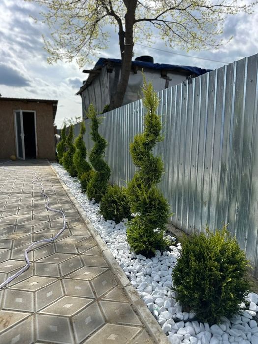 Plante ornamentale de diferite specii și dimensiuni, livrate gratuit în toată România. Aceste plante sunt sănătoase și viguroase