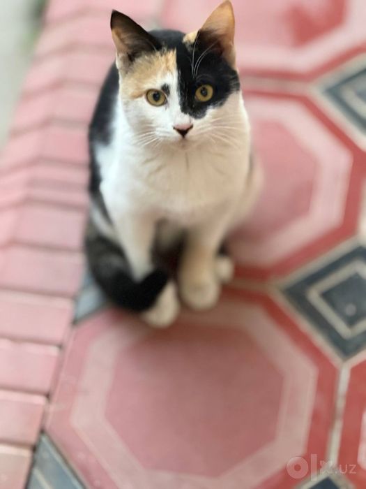 Tekinga mushuk beriladi