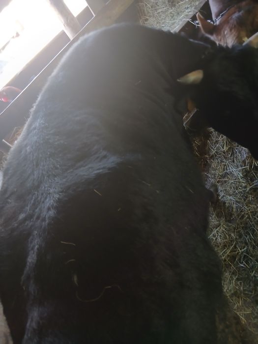 Бычки . Год три месяца