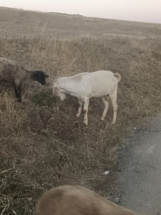 Țap ango-nubian de prăsilă