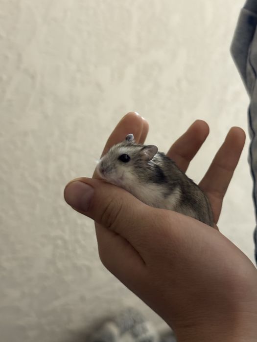 Продам хомячков джунгарских