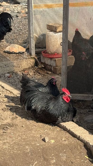 Tovuq xoʻroz tuxumlari 12000soʻm avstraloʻp ruminiya tozalari