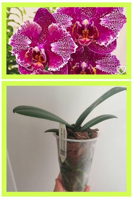 Орхидея Mei Dar Prince K-25