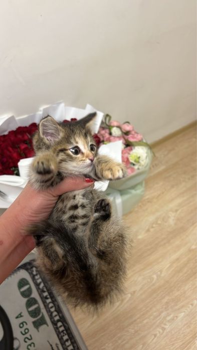 Отдам котенка в добрые руки