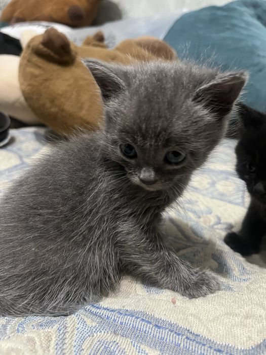 Отдам котят в добрые руки