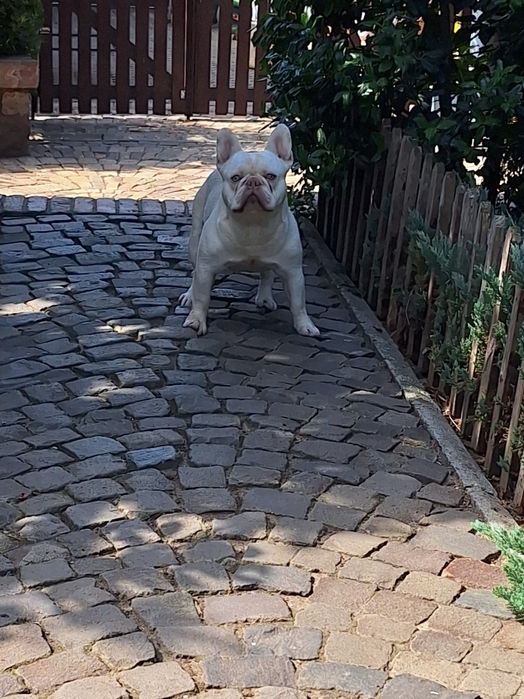 Bulldog francez mascul