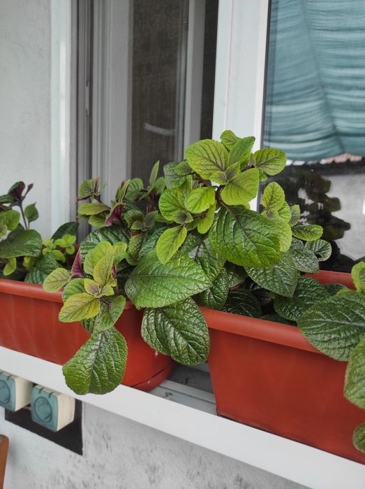 Плектрантус (комнатная мята)