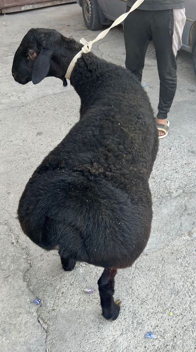 Ehson va Aqiqa uchun qo’ylar