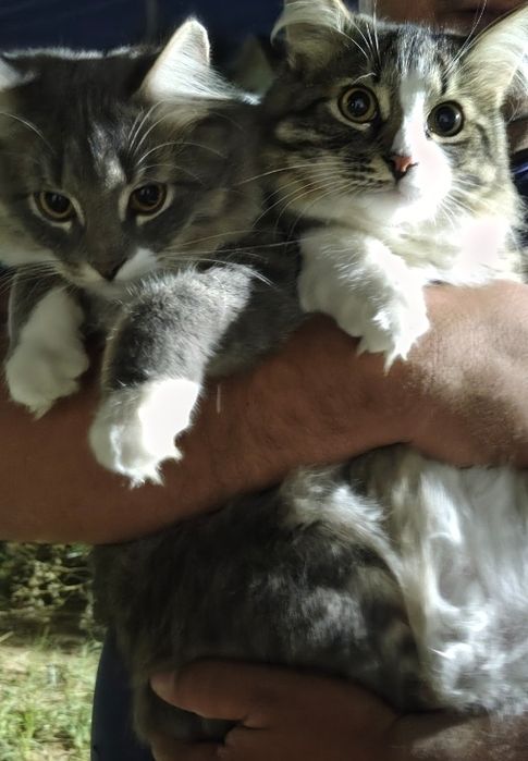 Пропал кот в мкр бирлик