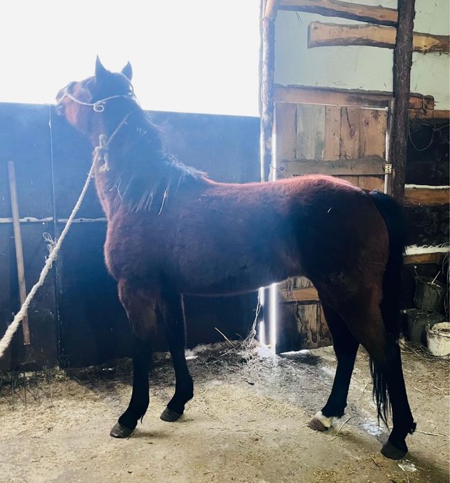 полукров агылшын байтал