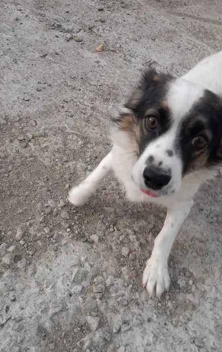 Собачку-девочку отдадим в добрые руки