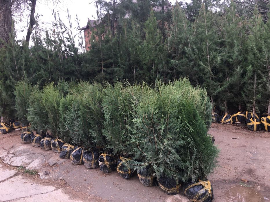 Archa sasna tuya majvenik sotiladi