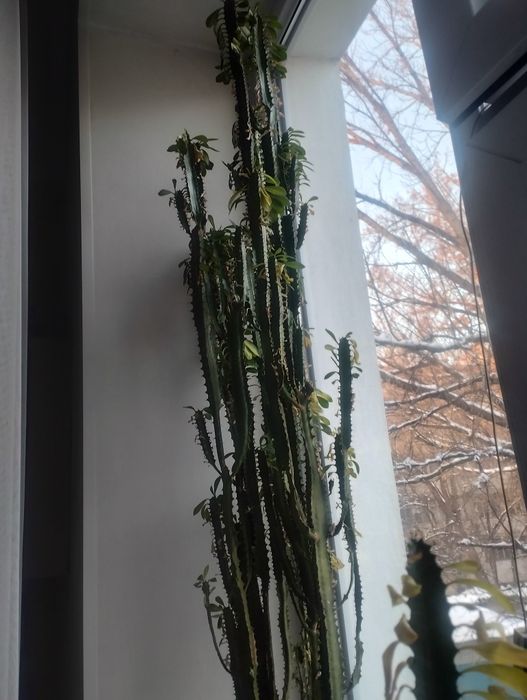 Молочай трехгранный