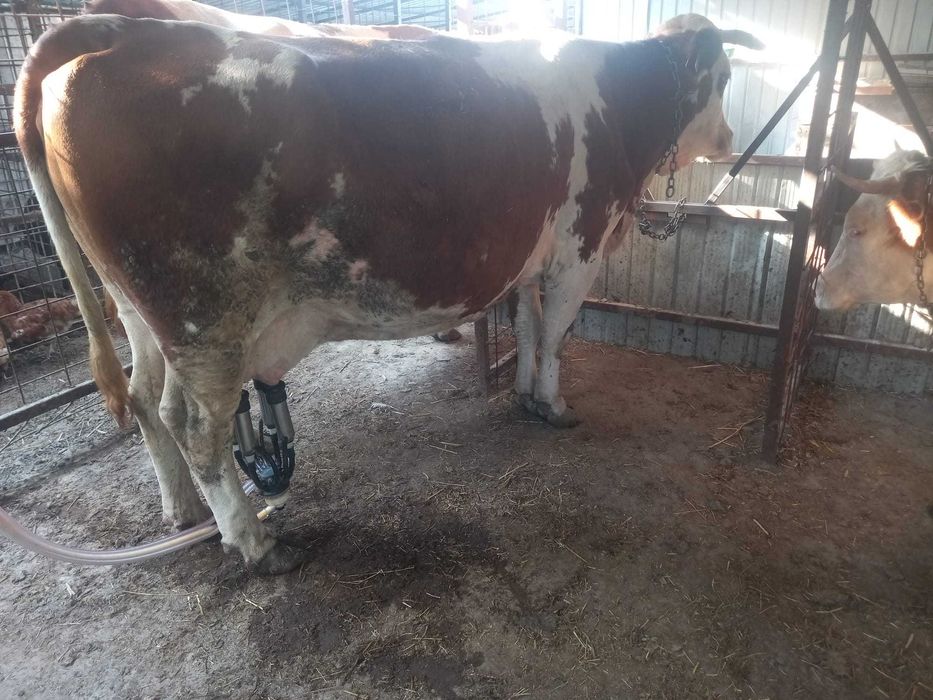 Vaca gestanta bună de lapte