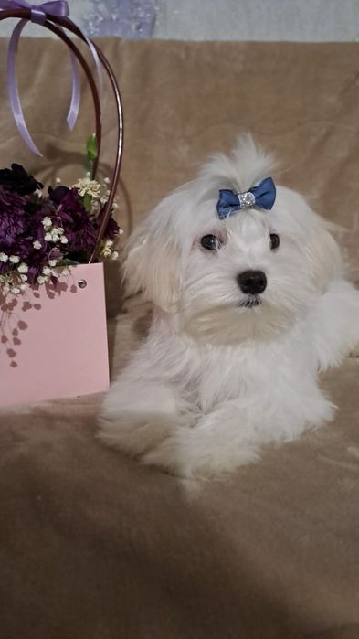 Щенки мальтицской болонки