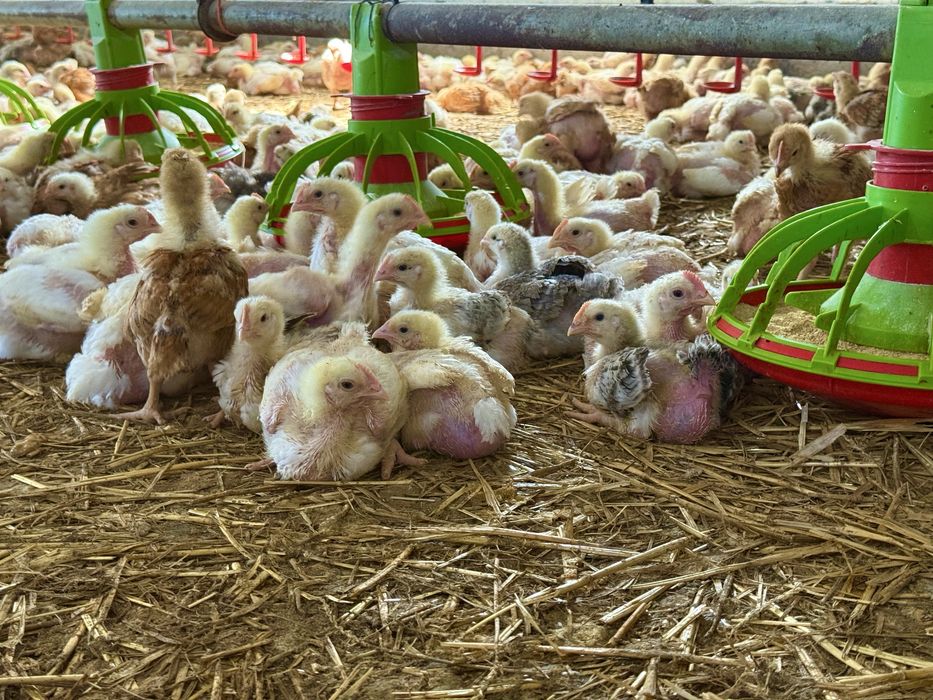 Pui de carne si rasa mixta