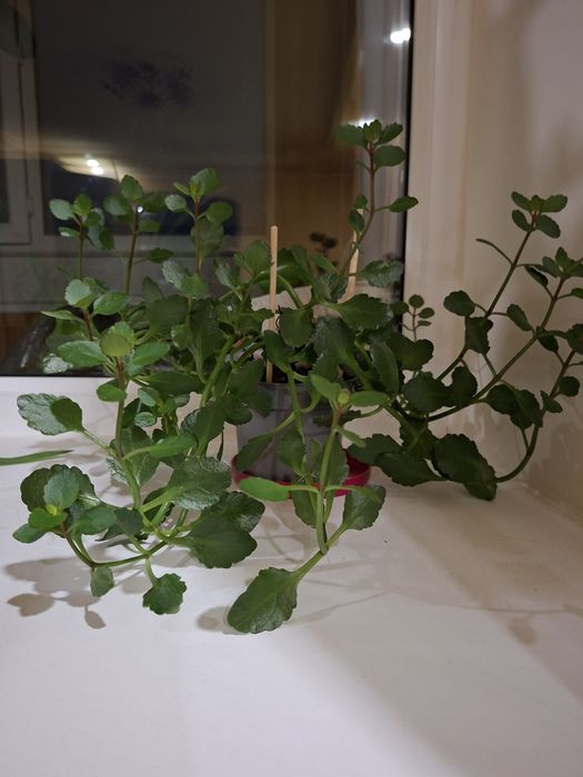 Каланхоэ цветок комнатный