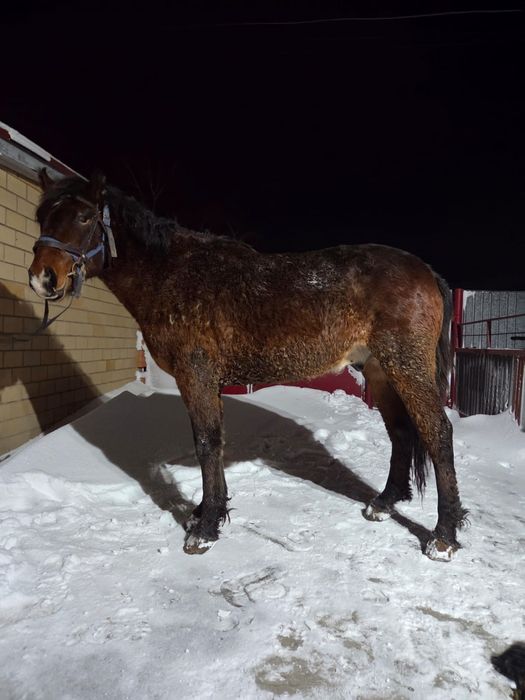 Продается кунан (жеребчик)