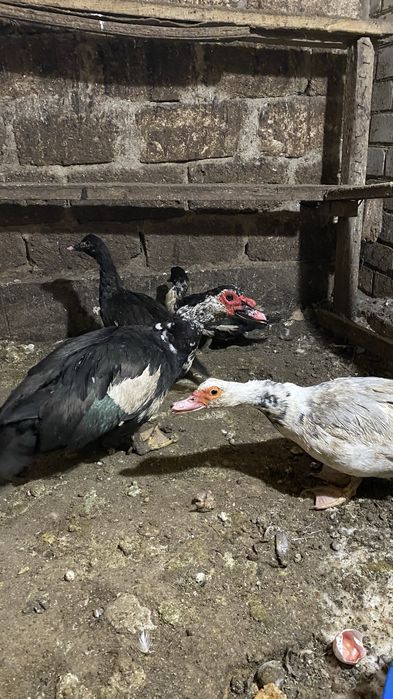 Индоутка сатамын