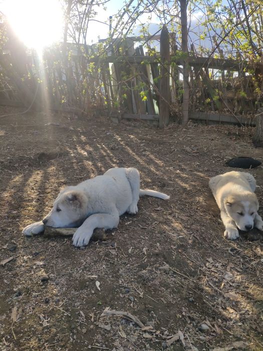 Щенок сао алабай хорошей крови