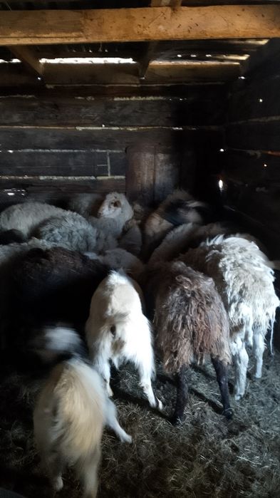 Продам овечек 33 головы