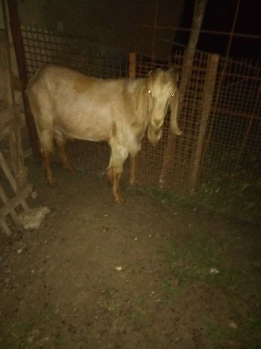 Продавам Англо-нубийски кози