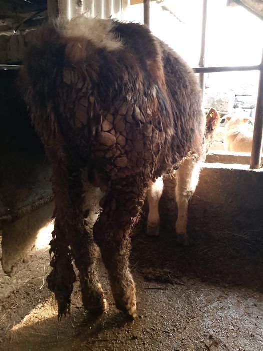 Продается бички аптити хорошо