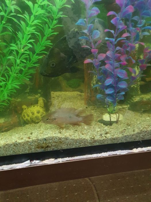 Продам Аквариум в комплекте!