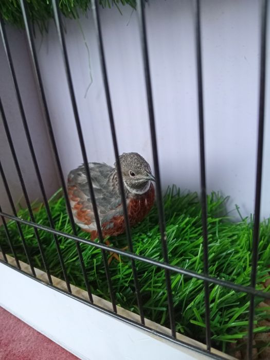 Расписной перепел.