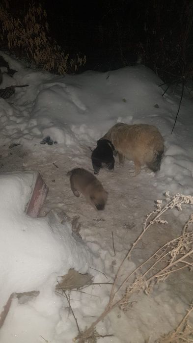 Отдам даром щенков