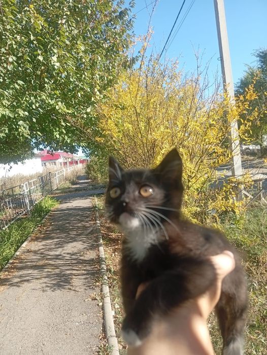 Котенок ищет дом!