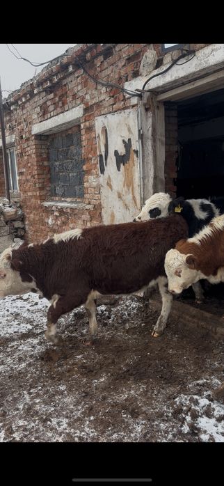 Еркек патсостар сатылады