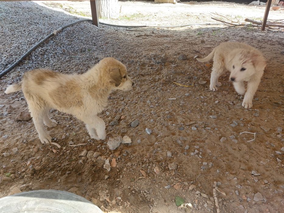 Дварняшка кушиктер