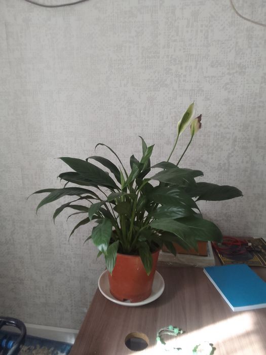 женское счастье цветок
