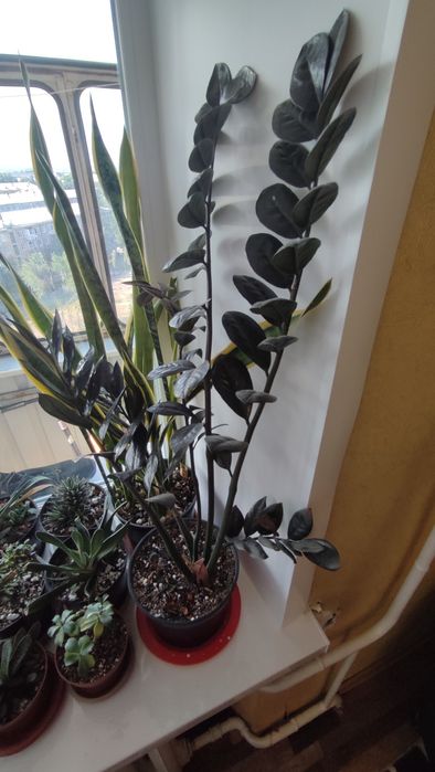 Чёрный замиокулькас