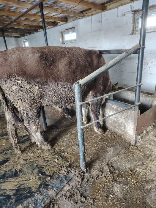 Ак бас букалар 2,5жасар